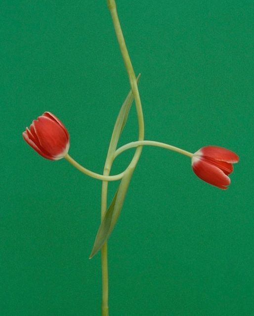 Visual cue for scent 007